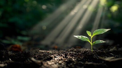 A small green seedling growing from dark fertile soil with soft rays of sunlight filtering through surrounding foliage symbolizing renewal and the continuous cycle of life 
