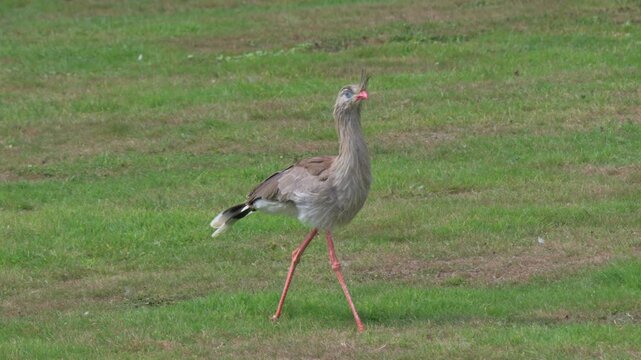 Red Legged Seriema (Cariama cristata) native to South America, walking during a public falconry show. August, Kent, UK. Slow motion x5
