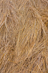Dry grass lying on the ground, top view. Close-up of dried grass on the field. Natural background