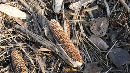 PANNOCCHIA MAIS SENZA SEMI