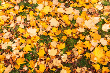 Golden leaves on the green grass in a park