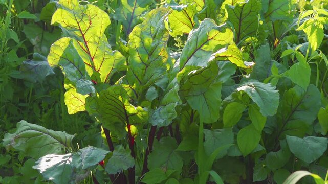 young Beetroot grows, young beetroot leaves growing in field at sunset, beet farmland
