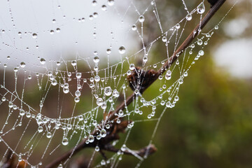 A cobweb covered with tiny dew drops in the morning. 