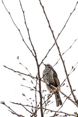 Brown eared bulbul (Hypsipetes amaurotis) perched in tree in Kyoto in Japan
