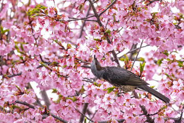 Brown eared bulbul (Hypsipetes amaurotis) eating honey from sakura flowers in Kyoto in Japan