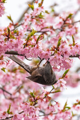 Brown eared bulbul (Hypsipetes amaurotis) eating honey from sakura flowers in Kyoto in Japan