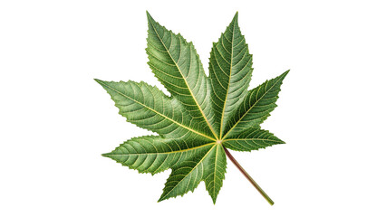 A single castor oil plant leaf Ricinus communis isolated on a transparent background