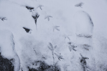 Bird tracks in snow in winter.