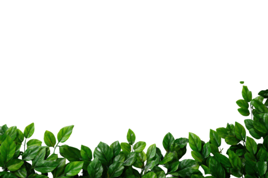 Lush green leaves border against a stark black background foliage plant, Isolated On Transparent Background, Png Cut Out - Powered by Adobe