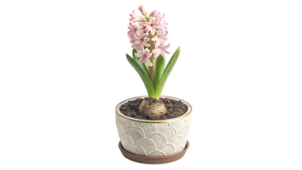 A single first spring pink hyacinth flower isolated on a transparent background