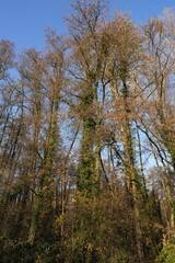 BOSCAGLIA IN AUTUNNO