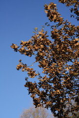 FOGLIE SECCHE IN AUTUNNO SULL'ALBERO