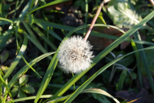 FIORE BATUFFOLO BIANCO
