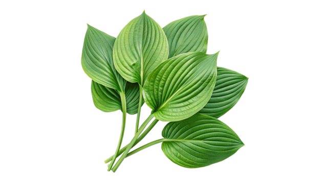 Group of Hosta leaves isolated on a transparent background