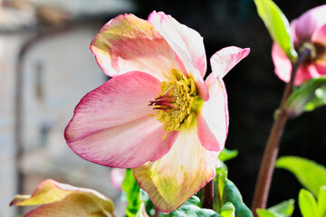 Purple hellebore flower in bloom