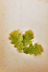 Autumnal leaves of downy oak