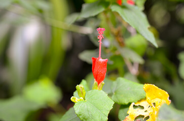 Red hibiscus bud still closed macro shot