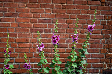 Pink Alcea flowers growing on brick wall
