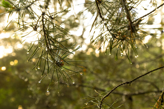 Wet needles of a pine tree