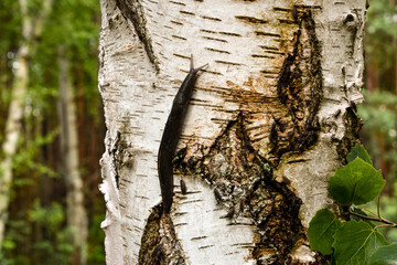 Black slug crawling a birch tree