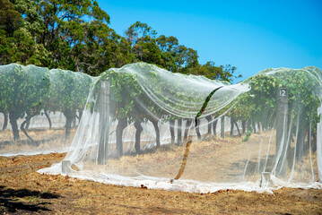 Protective Bird Netting in Grape Vineyard