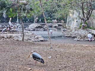 Obraz premium Several storks stand in shallow water and along the rocky edges.