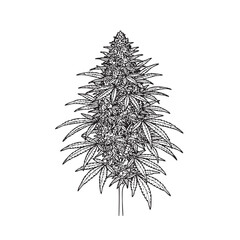 🌿 Detailed Botanical Illustration of Cannabis Hemp Plant