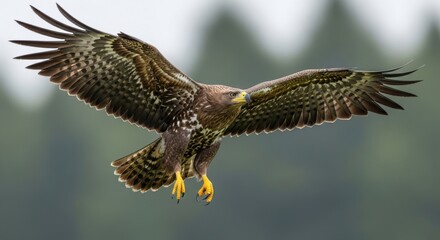 Fototapeta premium Majestic eagle in flight, wings spread wide