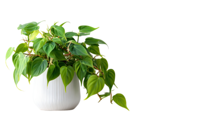 Heartleaf philodendron plant with vibrant green foliage displayed in clear natural botanical presentation captured neatly on white background