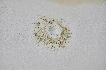Close-up of black mold spots on a white damp wall.