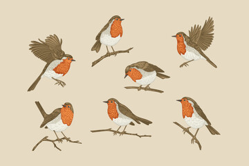 Set of seven hand-drawn European robins in various poses: perched, flying, and resting on branches. Colorful