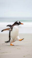 Naklejka premium Gentoo penguin walking on sandy beach near ocean