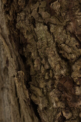 Dark macro texture of tree bark close-up