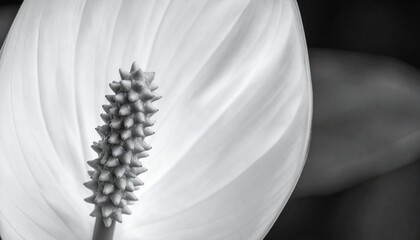 Close-Up Black and White Peace Lily Flower with Textured Spadix and Smooth Curved Spathe