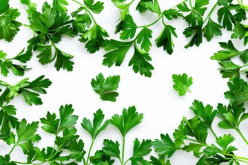 Fresh Parsley Sprigs Vibrant Herb Garden Culinary Ingredient Aromatic on transparent background