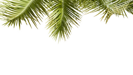 Fototapeta premium Green Palm Leaves Tropical transparent with Black Space