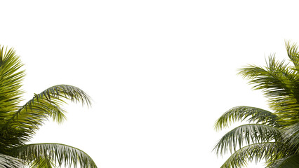 Green Palm Leaves on transparent Background