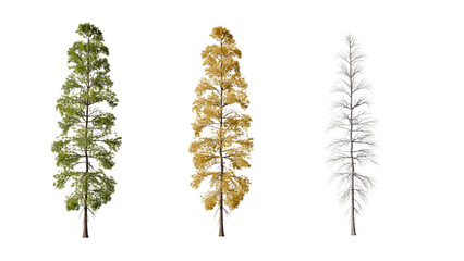 Fototapeta premium Three Tall Trees Showing Different Seasonal Changes