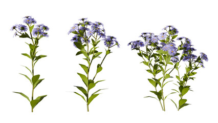 Purple Daisy Flower Branches with Green Leaves on transparent Background