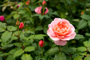 Bloom pink rose with green leave in the garden