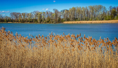 Landscape of Danube Auen National Park in Lower Austria