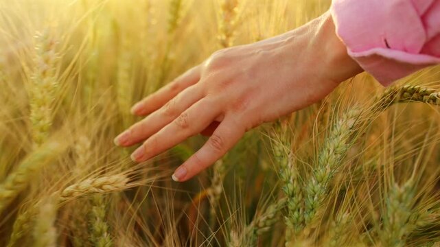 Female hand touches ripe ears of wheat at sunset. Slow motion