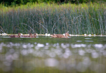 A beautiful wild mallard duck family swimming in the wiver during summer day. A typical seasonal scenery with local birds in Latvia, Europe.