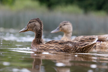 A beautiful wild mallard duck family swimming in the wiver during summer day. A typical seasonal scenery with local birds in Latvia, Europe.