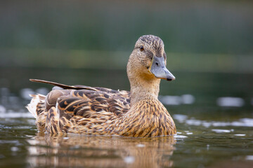A beautiful wild mallard duck family swimming in the wiver during summer day. A typical seasonal...
