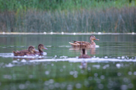 A beautiful wild mallard duck family swimming in the wiver during summer day. A typical seasonal scenery with local birds in Latvia, Europe.