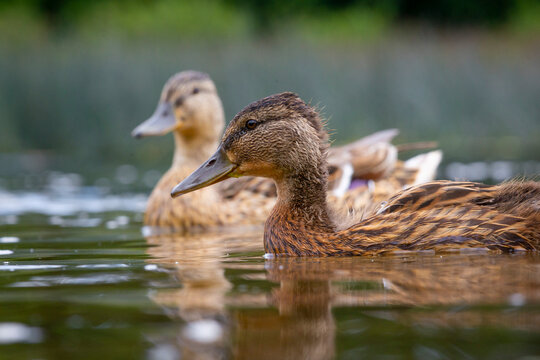 A beautiful wild mallard duck family swimming in the wiver during summer day. A typical seasonal scenery with local birds in Latvia, Europe.