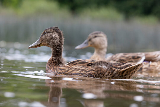 A beautiful wild mallard duck family swimming in the wiver during summer day. A typical seasonal scenery with local birds in Latvia, Europe.