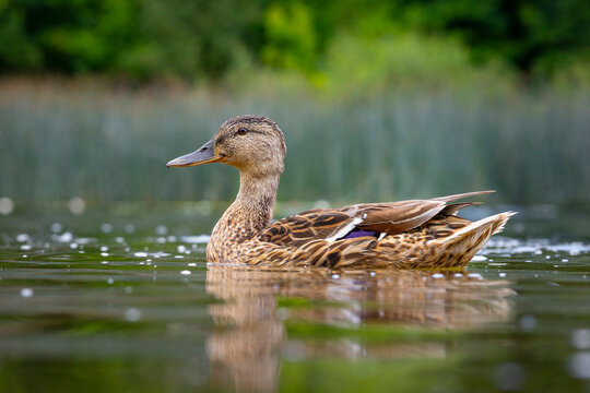 A beautiful wild mallard duck family swimming in the wiver during summer day. A typical seasonal scenery with local birds in Latvia, Europe.