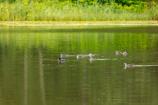 A beautiful wild mallard duck family swimming in the wiver during summer day. A typical seasonal scenery with local birds in Latvia, Europe.